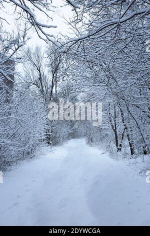 Giorno della neve, appena caduto. Guardando lungo i sentieri e le aree aperte Foto Stock