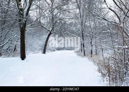 Giorno della neve, appena caduto. Guardando lungo i sentieri e le aree aperte Foto Stock