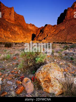 Promessa primaverile a Thousand Creek Gorge nel nord-ovest del Nevada, Sheldon National Wildlife Refuge, Stati Uniti Foto Stock