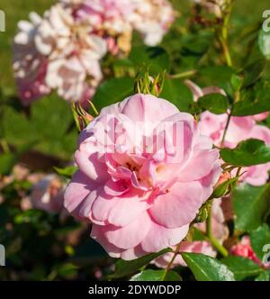 Rose floribunda (Rosa 'Bonica') - una cultivar rosa nel Giardino delle Rose nella tenuta di campagna di Naumkeag, a Stockbridge, ma, USA. Foto Stock