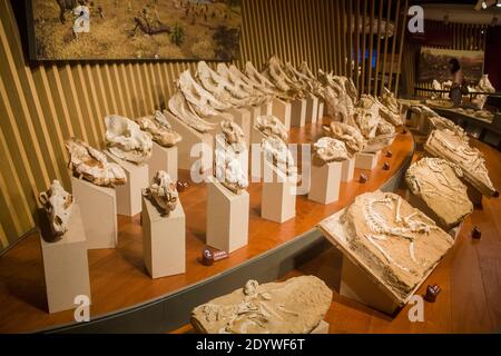 Il fossile di animale preistorico dal patrimonio della fauna di Hezheng a Shanghai Museo di Storia Naturale Cina, tra cui Hipparion, gatto Sabre-dentato. Foto Stock