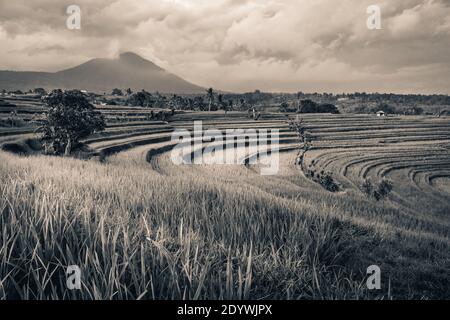 Bali Jatiluwih Rice Terrace Bali Unesco eredità di mondo Foto Stock