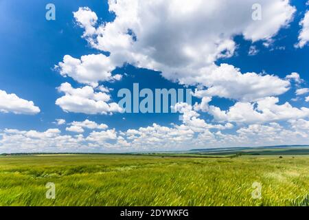 Campi di orzo vicino a Shumen, Barley Field, Shumen Province, Bulgaria, Europa sudorientale, Europa Foto Stock