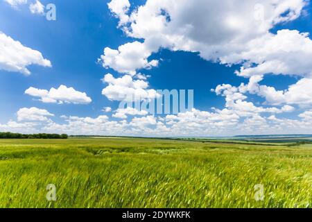 Campi di orzo vicino a Shumen, Barley Field, Shumen Province, Bulgaria, Europa sudorientale, Europa Foto Stock