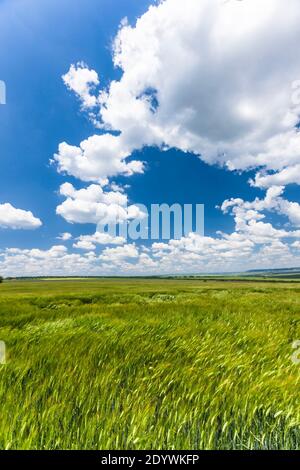 Campi di orzo vicino a Shumen, Barley Field, Shumen Province, Bulgaria, Europa sudorientale, Europa Foto Stock