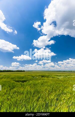 Campi di orzo vicino a Shumen, Barley Field, Shumen Province, Bulgaria, Europa sudorientale, Europa Foto Stock