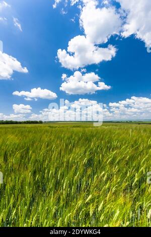 Campi di orzo vicino a Shumen, Barley Field, Shumen Province, Bulgaria, Europa sudorientale, Europa Foto Stock