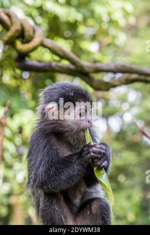 Il piccolo giavano lutung (Trachypithecus auratus) sta mangiando la foglia, anche conosciuta come il lutung di ebano e il langur di Javan, è una scimmia del Vecchio mondo Foto Stock