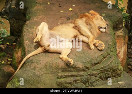 Vista dall'alto di un leone asiatico adagiato su una roccia e riposante. Magnifico leone sulla schiena con le gambe nell'aria. Un leone maschio dorme su un masso con un Foto Stock