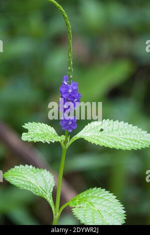 Alghe blu scuro (Stachytarpheta cayennensis). Originario del Sud America, erbacce ambientali in Australia. Fotografato Cow Bay, Daintree National Pa Foto Stock