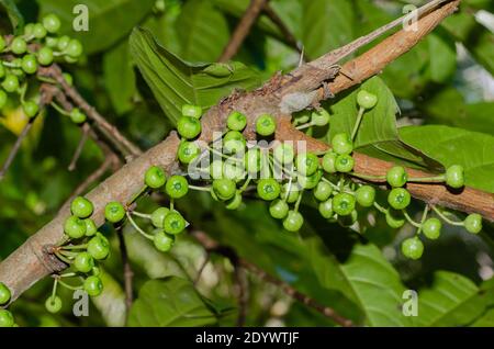 Cluster albero di fico gulare (il nome botanico è Ficus racemosa) nel Giardino Naturale del Sud della Thailandia. Foto Stock