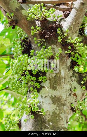 Cluster albero di fico gulare (il nome botanico è Ficus racemosa) nel Giardino Naturale del Sud della Thailandia. Foto Stock