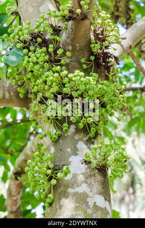 Cluster albero di fico gulare (il nome botanico è Ficus racemosa) nel Giardino Naturale del Sud della Thailandia. Foto Stock