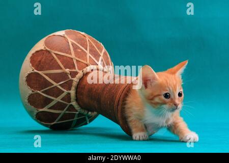 Il gattino rosso a righe impaurite decide di nascondersi nel tamburo di darbuka su sfondo turchese ciano in studio al chiuso Foto Stock