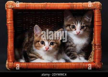 Due gattini grigi rossi bianchi a righe ben seduti e in posa in cestello rettangolare su sfondo nero in studio al chiuso Foto Stock