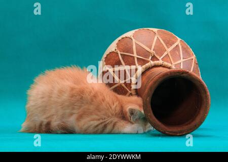 Il gattino rosso a righe impaurite decide di nascondersi sotto il tamburo di darbuka su sfondo turchese ciano in studio al chiuso Foto Stock
