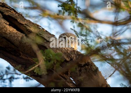 Gufo macchiato o gufo o Athene brama a contatto con gli occhi alla foresta dell'india centrale Foto Stock