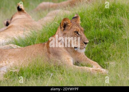 Giovane, ancora immatura, leonessa africana (Panthera leo), contenta, rilassata dopo l'alimentazione, tra gli altri membri dell'orgoglio. Orecchie comparative di grandi dimensioni ind Foto Stock