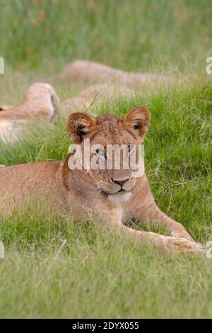 Giovane Lionessa (Panthera leo). Membro di ordine inferiore dell'orgoglio, sdraiato, rilassato dopo l'alimentazione, sul perimetro di altri membri dell'orgoglio addormentato. Foto Stock