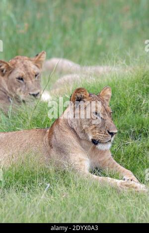 Lions africani (Panthera leo). Le donne più giovani di un orgoglio. Sedendosi, sdraiandosi, riposandosi, ma gli individui rimangono allerta, fornendo sicurezza, è affaticato Foto Stock