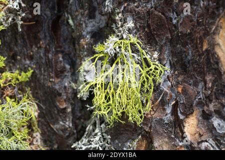 Wolfsflechte, Wolfs-Flechte, Wolfsflechte, Wolfsstrauchflechte, Wolfs-Strauchflechte, auf der Rinde einer Lärche, Larix, Letharia vulpin Foto Stock