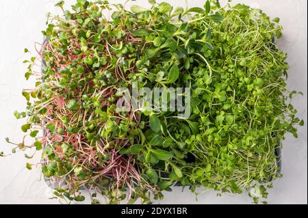 Micrograni su diverse specie, germinazione dei semi a casa, concetto di alimentazione vegana e sana Foto Stock