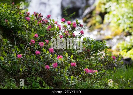 Rostblättrige Alpenrose, Rostrote Alpenrose, Alpenrose, Rostroter Almrausch, Almrausch, Almrose, Alpen-Rose, Rhodendron ferrugineum, alpenrose, neve Foto Stock