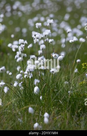 Scheiden-Wollgras, Scheidenwollgras, Moor-Wollgras, Scheidiges Wollgras, Schneiden-Wollgras, Wollgras, Wollgräser, Eriophorum vaginatum, coda di lepre c Foto Stock