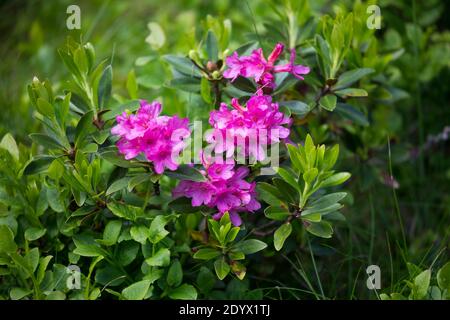 Rostblättrige Alpenrose, Rostrote Alpenrose, Alpenrose, Rostroter Almrausch, Almrausch, Almrose, Alpen-Rose, Rhodendron ferrugineum, alpenrose, neve Foto Stock