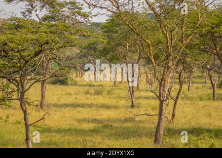 Una torre giraffa di Rothschild ( Giraffa camelopardalis rothschildi) che si erge tra gli alberi, il Parco Nazionale del Lago Mburo, Uganda. Foto Stock