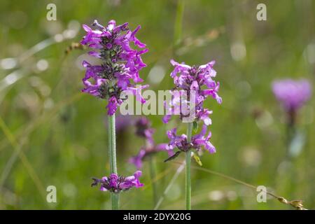 Heilziest, Echter su Ziest, Heil-Ziest, Echte Betonie, Flohblume, Pfaffenblume, Zahnkraut, Zehrkraut, Betonica officinalis, Stachys officinalis, comune h Foto Stock