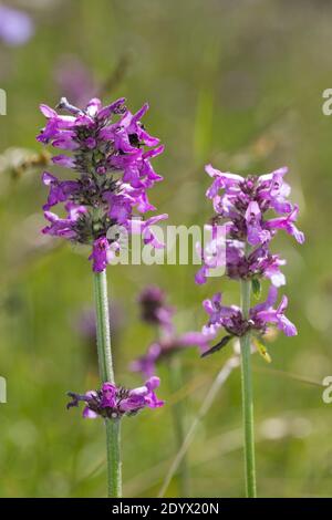 Heilziest, Echter su Ziest, Heil-Ziest, Echte Betonie, Flohblume, Pfaffenblume, Zahnkraut, Zehrkraut, Betonica officinalis, Stachys officinalis, comune h Foto Stock