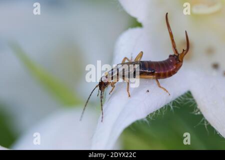 Gemeiner Ohrwurm, Ohrwurm, Männchen mit langen Hinterleibszangen, Fornicula auricularia, erwig comune, erwig europeo, arwig, maschio, la forficule, L Foto Stock