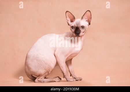 Siting di gatto di Sphynx senza capelli con naso nero su sfondo beige in studio al coperto Foto Stock
