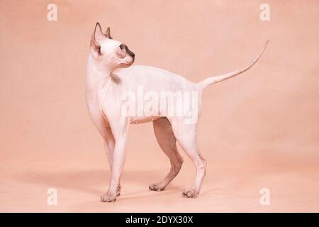 Gatto di Sphynx senza peli in piedi con coda allungata su sfondo beige in studio al coperto Foto Stock