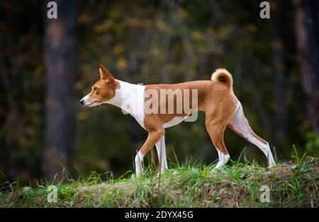 Giovane cane basenji che cammina nella foresta, all'inizio del periodo autunnale Foto Stock