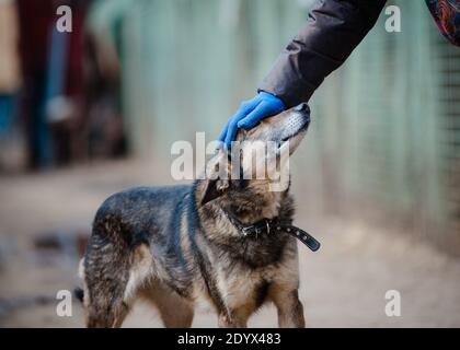 Umano e Mongrel in ricovero cane comunicante Foto Stock
