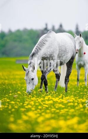 cavallo grigio pascolo in campo di dente di leone Foto Stock