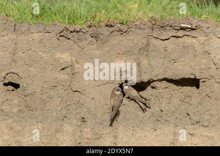Sand martins (Riparia riparia) River Tame, Red dish vale Country Park, Greater Manchester, UK. Foto Stock