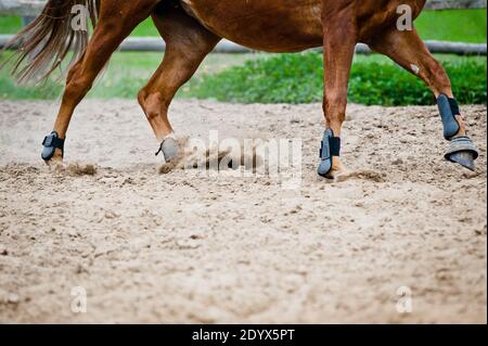 galoppo di cavalli in paddock Foto Stock