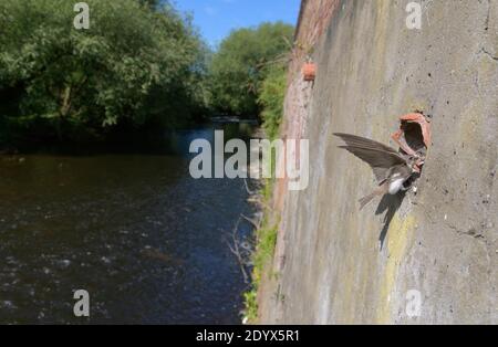 Sabbia martins (Riparia riparia) nidificazione in vecchi tubi di drenaggio lungo il fiume Mersey pareti di ritegno. Greater Manchester, Regno Unito. Pulcini per l'alimentazione degli adulti Foto Stock