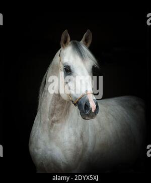 ritratto di stallone arabo su sfondo nero Foto Stock