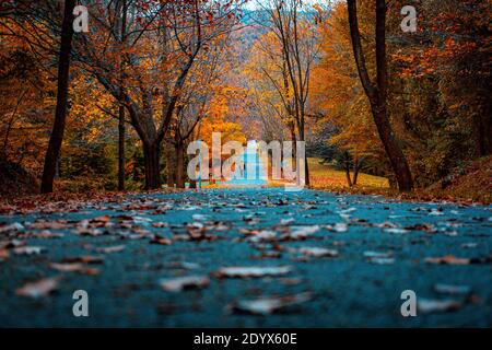 Foresta d'autunno a Atatürk Arboretum, İstanbul Foto Stock