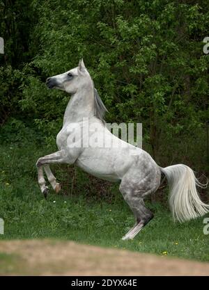 lo stallone arabo grigio di dapple si alza sulla natura Foto Stock