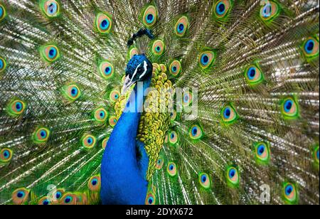 peacock maschio che mostra la sua bellezza Foto Stock