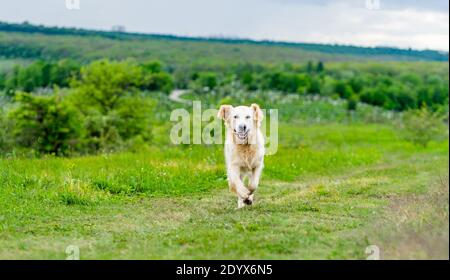 Cane felice che corre su succosa verde primavera natura Foto Stock