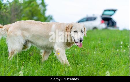 Carino cane Golden Retriever camminare su erba verde con viaggiare auto Foto Stock