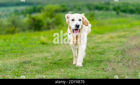 Carino cane Golden Retriever camminare su erba verde con viaggiare auto Foto Stock