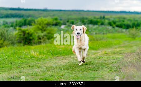 Cane felice che corre su succosa verde primavera natura Foto Stock