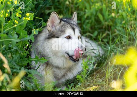 Malamuta dell'Alaska giacente all'ombra dell'erba alta Foto Stock